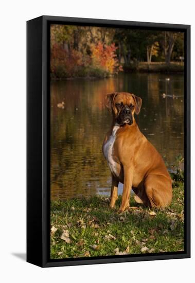 Boxer (Male-Lynn M^ Stone-Framed Stretched Canvas