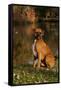 Boxer (Male-Lynn M^ Stone-Framed Stretched Canvas