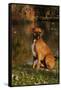 Boxer (Male-Lynn M^ Stone-Framed Stretched Canvas