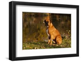 Boxer (Male-Lynn M^ Stone-Framed Premium Photographic Print