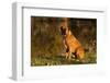 Boxer (Male-Lynn M^ Stone-Framed Premium Photographic Print