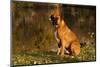 Boxer (Male-Lynn M^ Stone-Mounted Premium Photographic Print