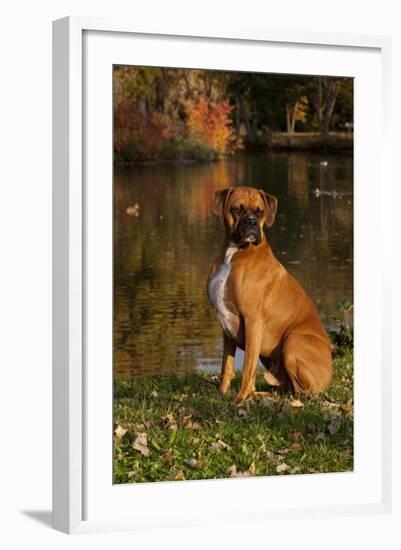 Boxer (Male-Lynn M^ Stone-Framed Photographic Print