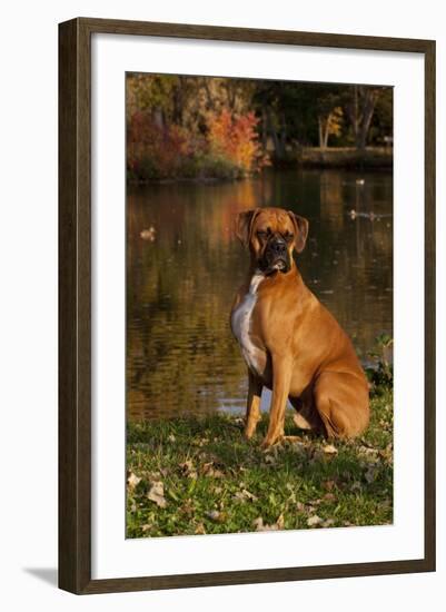 Boxer (Male-Lynn M^ Stone-Framed Photographic Print