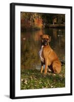 Boxer (Male-Lynn M^ Stone-Framed Photographic Print