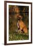 Boxer (Male-Lynn M^ Stone-Framed Photographic Print