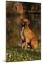 Boxer (Male-Lynn M^ Stone-Mounted Photographic Print