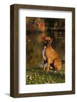 Boxer (Male-Lynn M^ Stone-Framed Photographic Print