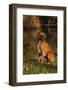 Boxer (Male-Lynn M^ Stone-Framed Photographic Print