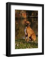 Boxer (Male-Lynn M^ Stone-Framed Photographic Print