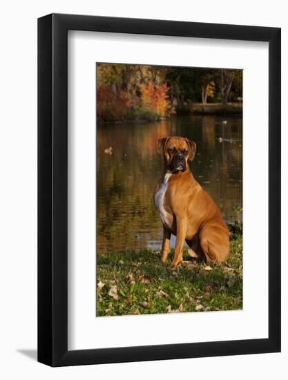 Boxer (Male-Lynn M^ Stone-Framed Photographic Print