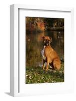 Boxer (Male-Lynn M^ Stone-Framed Photographic Print