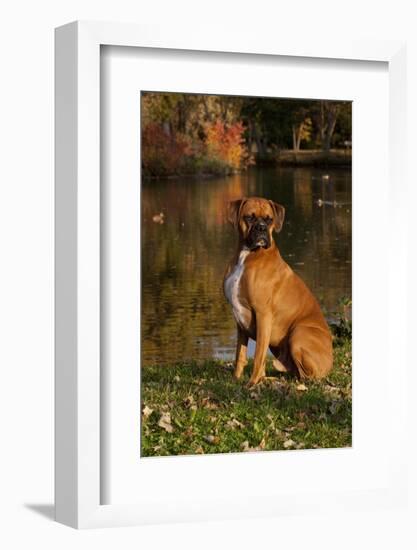 Boxer (Male-Lynn M^ Stone-Framed Photographic Print