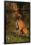 Boxer (Male-Lynn M^ Stone-Framed Photographic Print