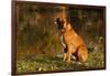 Boxer (Male-Lynn M^ Stone-Framed Photographic Print