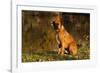 Boxer (Male-Lynn M^ Stone-Framed Photographic Print