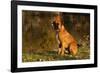 Boxer (Male-Lynn M^ Stone-Framed Photographic Print