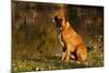 Boxer (Male-Lynn M^ Stone-Mounted Photographic Print