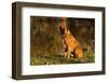 Boxer (Male-Lynn M^ Stone-Framed Photographic Print