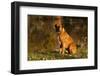 Boxer (Male-Lynn M^ Stone-Framed Photographic Print