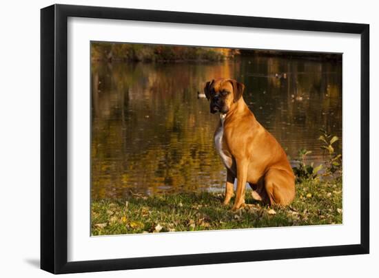 Boxer (Male-Lynn M^ Stone-Framed Photographic Print