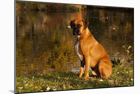 Boxer (Male-Lynn M^ Stone-Mounted Photographic Print