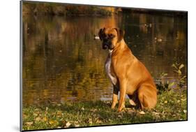 Boxer (Male-Lynn M^ Stone-Mounted Photographic Print