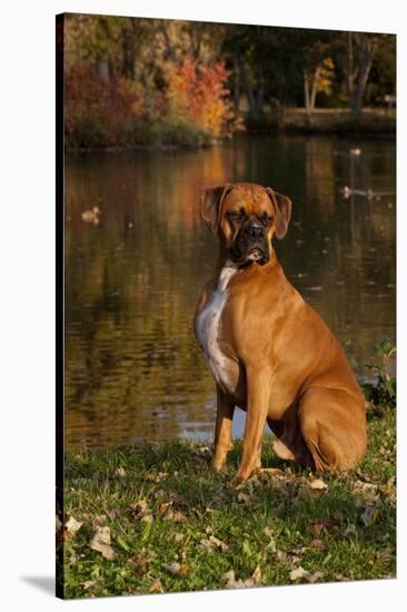 Boxer (Male-Lynn M^ Stone-Stretched Canvas