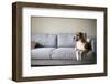 Boxer Mix Dog Laying on Gray Sofa at Home Looking in Window-Anna Hoychuk-Framed Photographic Print