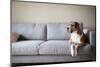 Boxer Mix Dog Laying on Gray Sofa at Home Looking in Window-Anna Hoychuk-Mounted Photographic Print