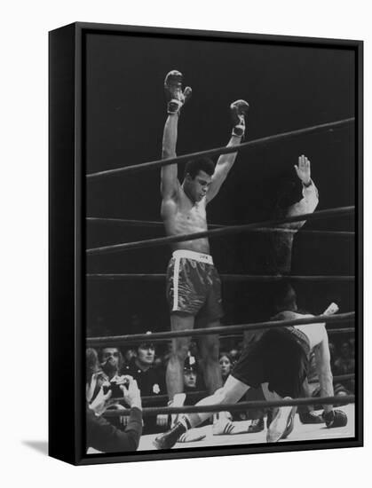 Boxer Muhammad Ali Raising His Gloves Victoriously After Knocking Out Oscar Bonavena-Bill Ray-Framed Stretched Canvas