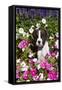 Boxer Pup in Petunias, Geneva, Illinois, USA-Lynn M^ Stone-Framed Stretched Canvas