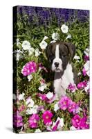 Boxer Pup in Petunias, Geneva, Illinois, USA-Lynn M^ Stone-Stretched Canvas
