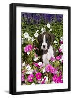 Boxer Pup in Petunias, Geneva, Illinois, USA-Lynn M^ Stone-Framed Premium Photographic Print