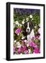 Boxer Pup in Petunias, Geneva, Illinois, USA-Lynn M^ Stone-Framed Premium Photographic Print