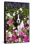Boxer Pup in Petunias, Geneva, Illinois, USA-Lynn M^ Stone-Framed Stretched Canvas