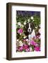 Boxer Pup in Petunias, Geneva, Illinois, USA-Lynn M^ Stone-Framed Photographic Print