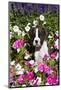 Boxer Pup in Petunias, Geneva, Illinois, USA-Lynn M^ Stone-Mounted Photographic Print