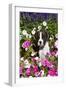 Boxer Pup in Petunias, Geneva, Illinois, USA-Lynn M^ Stone-Framed Photographic Print