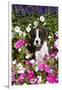 Boxer Pup in Petunias, Geneva, Illinois, USA-Lynn M^ Stone-Framed Photographic Print