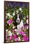Boxer Pup in Petunias, Geneva, Illinois, USA-Lynn M^ Stone-Framed Photographic Print