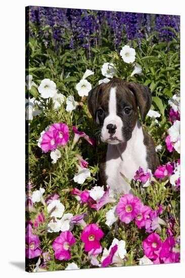 Boxer Pup in Petunias, Geneva, Illinois, USA-Lynn M^ Stone-Stretched Canvas