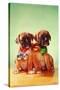 Boxer Puppies with Christmas Bulb Collars-Found Image Press-Stretched Canvas