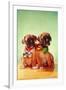 Boxer Puppies with Christmas Bulb Collars-Found Image Press-Framed Photographic Print