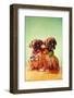 Boxer Puppies with Christmas Bulb Collars-Found Image Press-Framed Photographic Print