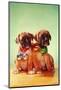 Boxer Puppies with Christmas Bulb Collars-Found Image Press-Mounted Photographic Print