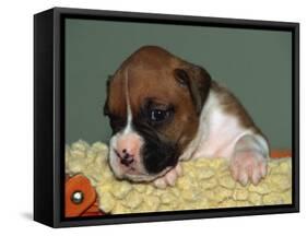 Boxer Puppy, USA-Lynn M. Stone-Framed Stretched Canvas