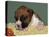 Boxer Puppy, USA-Lynn M. Stone-Stretched Canvas