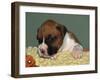 Boxer Puppy, USA-Lynn M. Stone-Framed Photographic Print