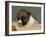 Boxer Puppy, USA-Lynn M. Stone-Framed Photographic Print